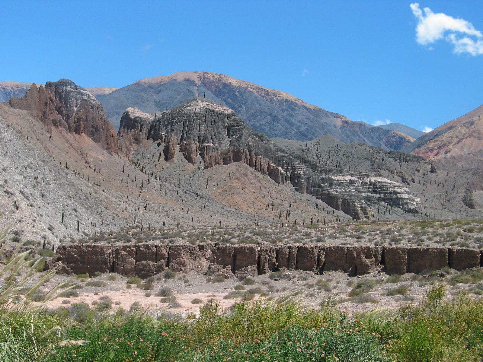 argentina cactus